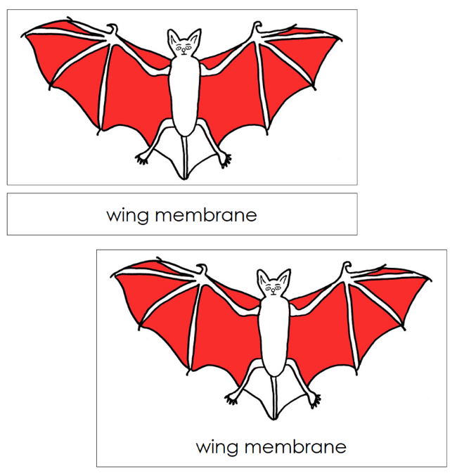 Parts of a Bat 3-Part Nomenclature Cards (red) and Blackline Master - Montessori Print Shop Digital Download
