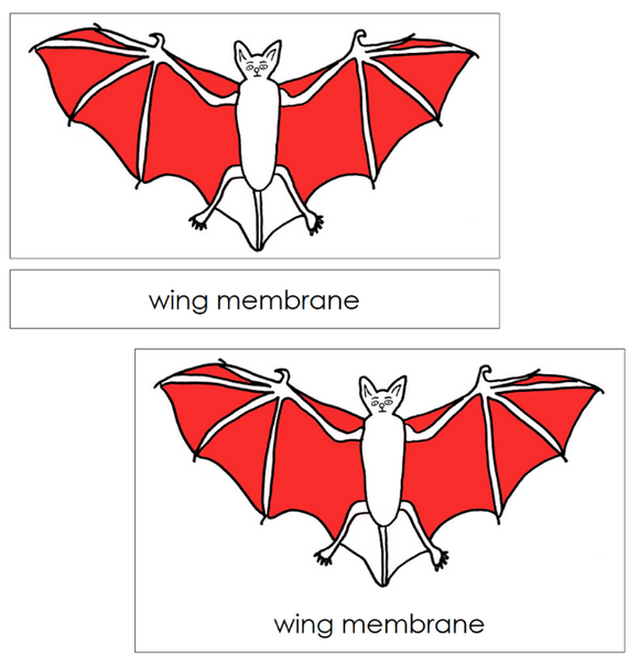 Parts of a Bat 3-Part Nomenclature Cards (red) and Blackline Master - Montessori Print Shop Digital Download