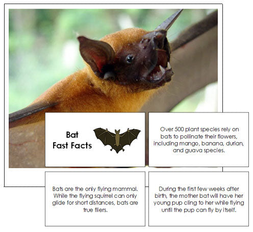 Bat Fast Facts & Pictures - Montessori Print Shop