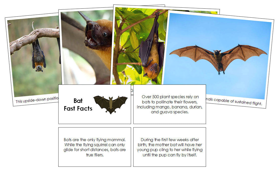 Bat Fast Facts & Pictures - Montessori Print Shop Digital Download