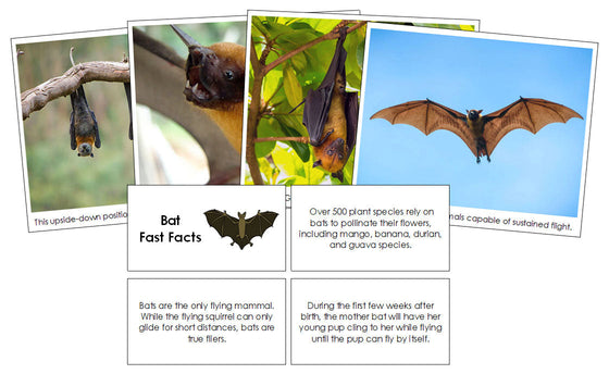 Bat Fast Facts & Pictures - Montessori Print Shop