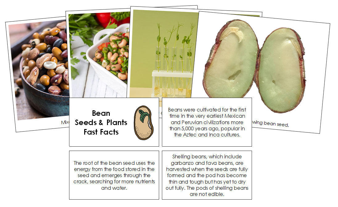 Bean Seed Fast Facts & Pictures - Montessori Print Shop Digital Download