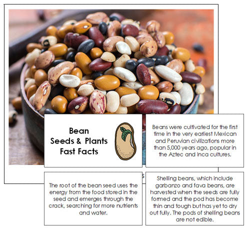 Bean Seeds Fast Facts & Pictures - Montessori Print Shop