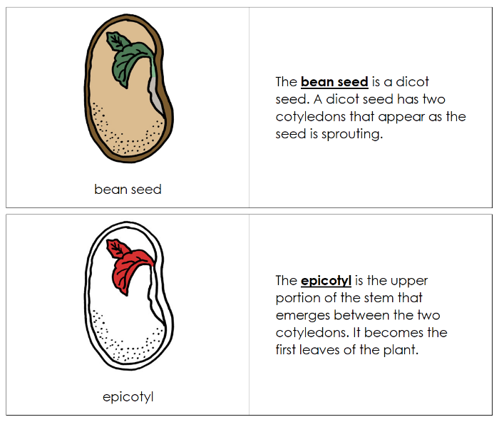 Parts of a Bean Seed Nomenclature Book (red) - Montessori Print Shop Digital Download