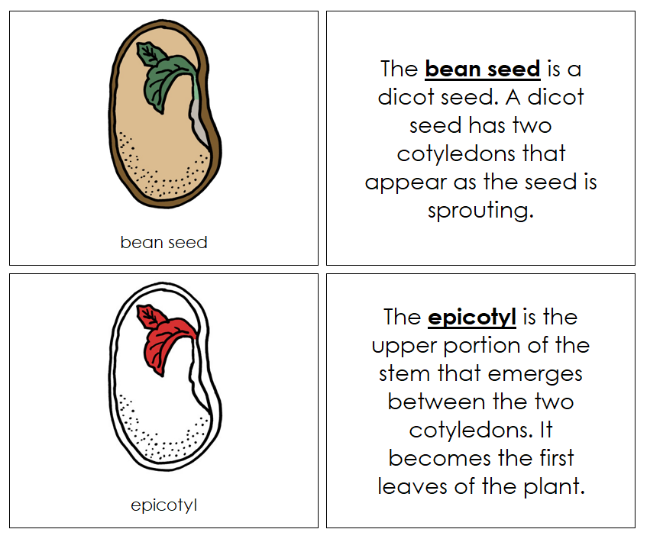 Parts of a Bean Seed Nomenclature Book (red) - Montessori Print Shop Digital Download