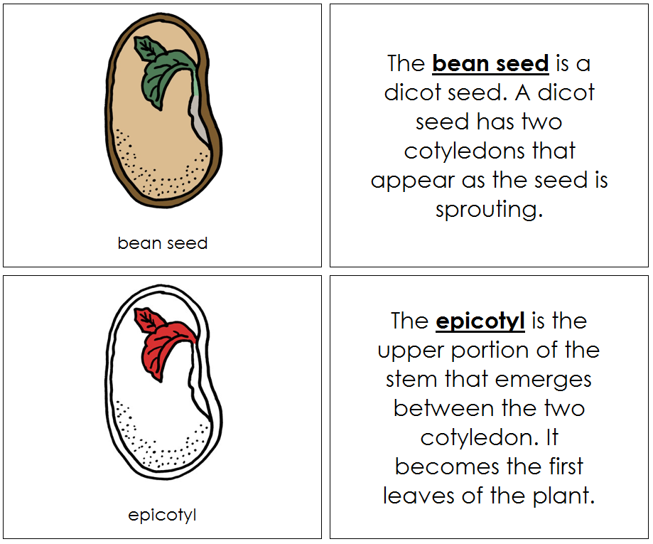 Bean Seed Nomenclature Book (red) - Montessori Print Shop Digital Download