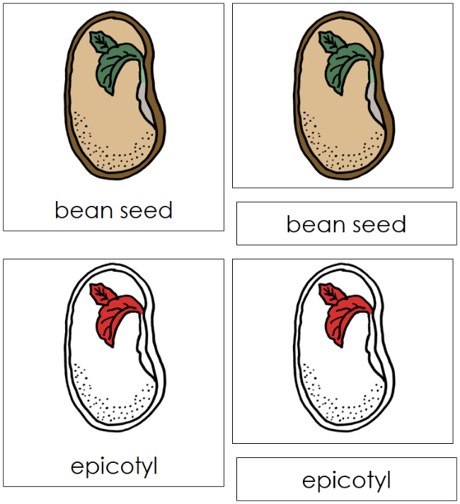 Bean Seed Nomenclature 3-Part Cards (red) - Montessori Print Shop Digital Download
