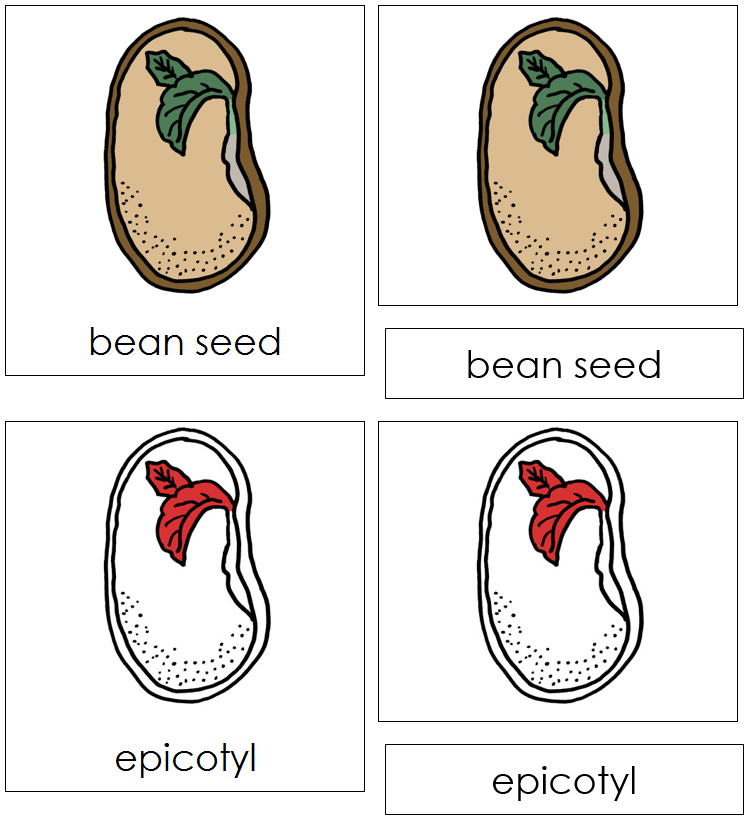 Parts of a Bean Seed 3-Part Cards - Montessori Print Shop Digital Download 