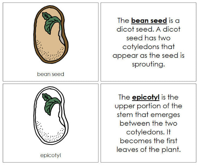 Parts of a Bean Seed Nomenclature Book - Montessori Print Shop Digital Download