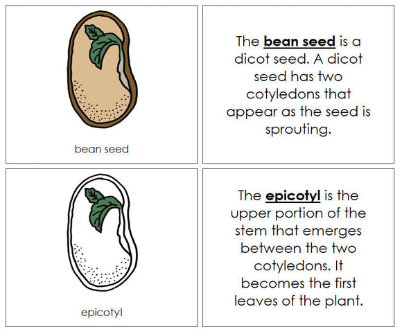 Bean Seed Nomenclature Book - Montessori Print Shop