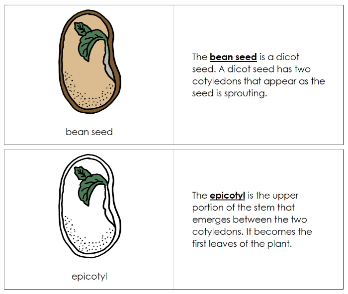 Parts of a Bean Seed Nomenclature Book - Montessori Print Shop Digital Download