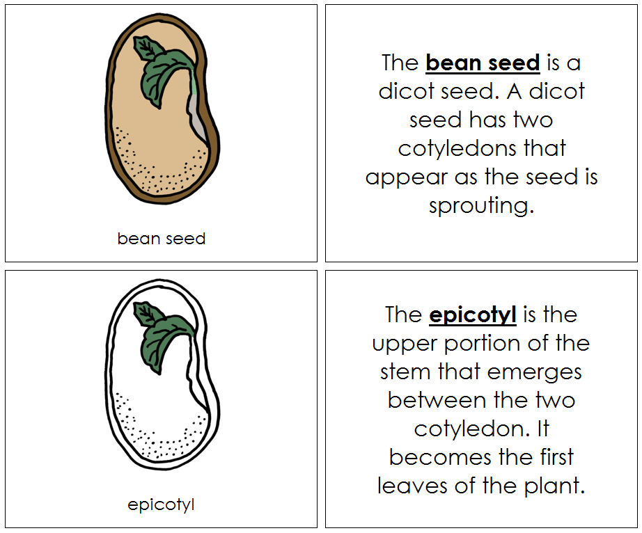 Bean Seed Nomenclature Book - Montessori Print Shop Digital Download
