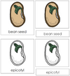 Bean Seed Nomenclature 3-Part Cards - Montessori Print Shop