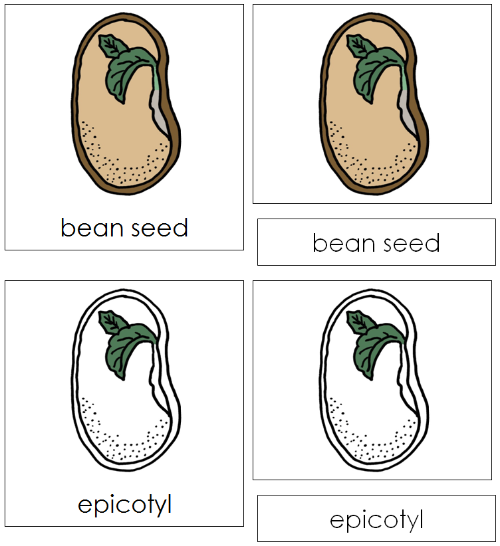 Bean Seed Nomenclature 3-Part Cards - Montessori Print Shop Digital Download