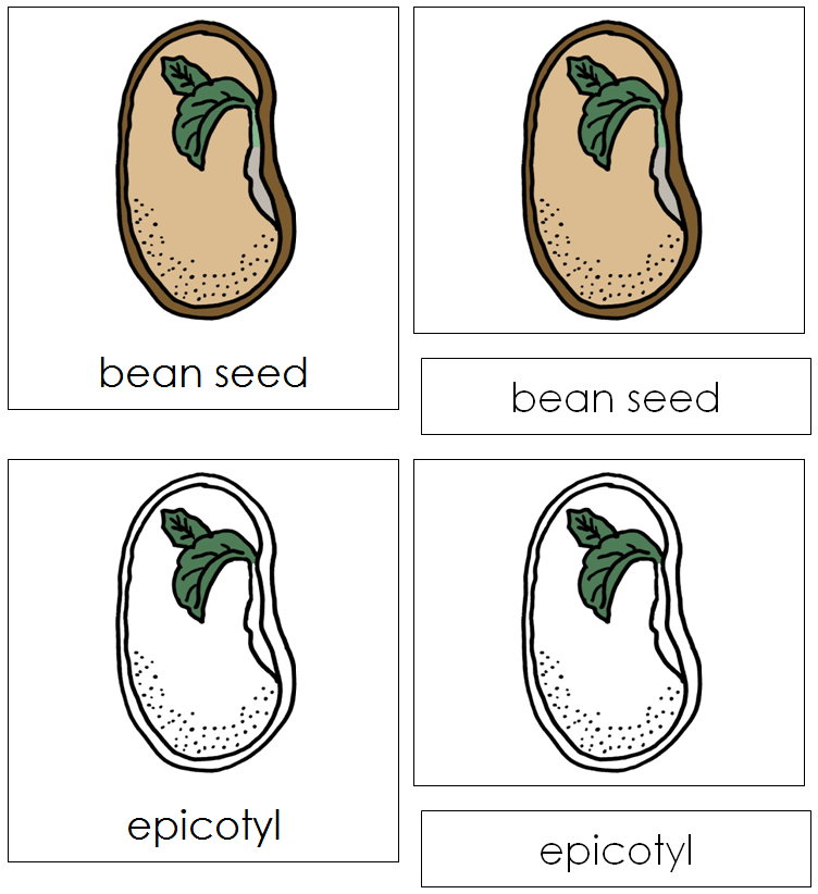Parts of a Bean Seed Nomenclature 3-Part Cards - Montessori Print Shop