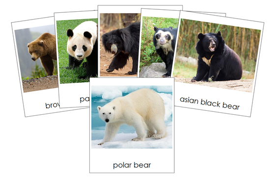 Bears 3-Part Cards - Montessori Print Shop Digital Download