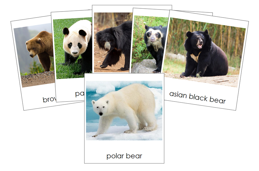 Bears 3-Part Cards - Montessori Print Shop Digital Download