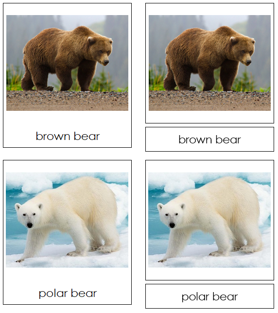 Bears 3-part cards - Montessori Classified Cards - Montessori Print Shop Digital Download