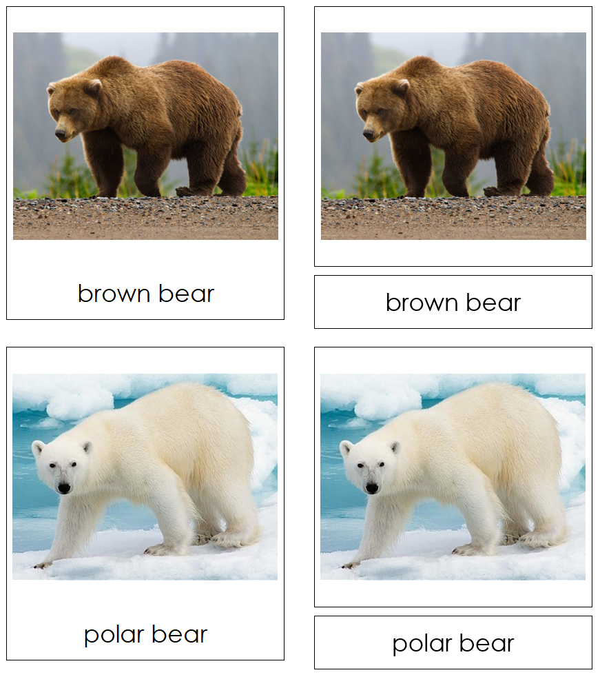 Bears 3-Part Cards - Montessori Print Shop Digital Download