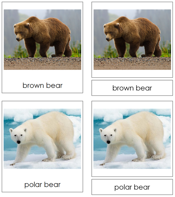 Bears 3-Part Cards - Montessori Print Shop Digital Download