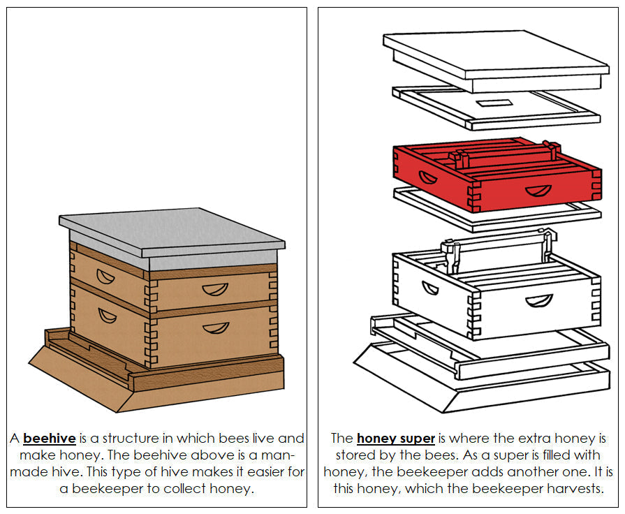 Beehive Nomenclature Book (red) - Montessori Print Shop Digital Download