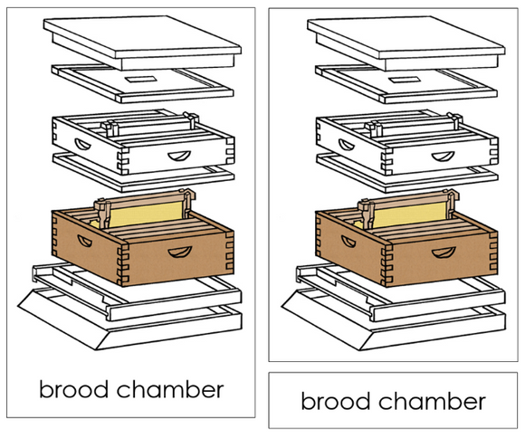 Parts of a Beehive 3-Part Nomenclature Cards - Montessori Print Shop Digital Download