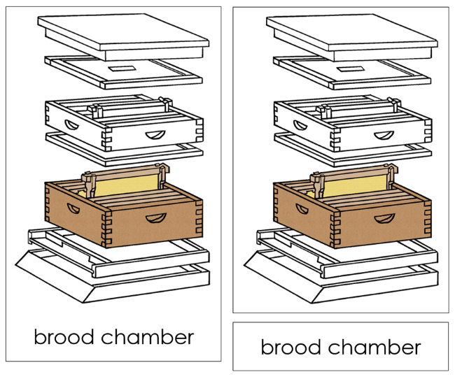Parts of a Beehive 3-Part Nomenclature Cards - Montessori Print Shop Digital Download
