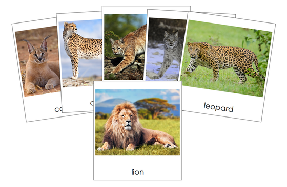 Types of Big Cats 3-Part Cards - Montessori Print Shop Digital Download