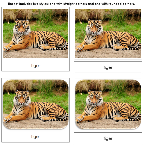 Big Cats Safari TOOB Cards - Montessori Print Shop Digital Download