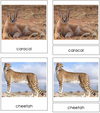 Big Cats Classified Cards - Montessori Print Shop