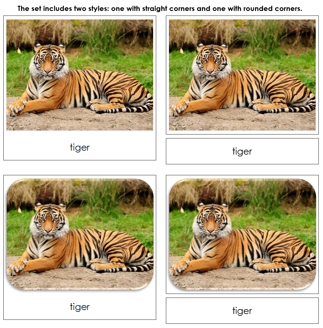 Big Cats Safari TOOB Cards - Montessori Print Shop Digital Download