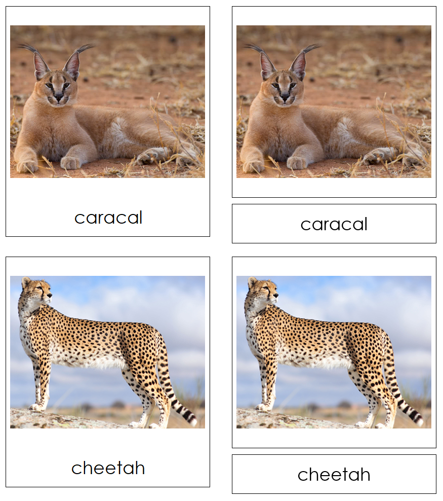 Types of Big Cats 3-Part Cards - Montessori Print Shop Digital Download