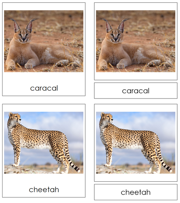 Types of Big Cats 3-Part Cards - Montessori Print Shop Digital Download