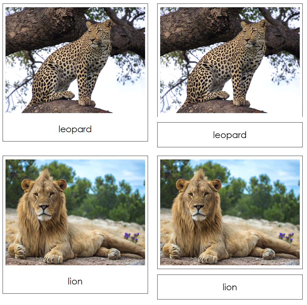 Big Cats - Safari TOOB Cards