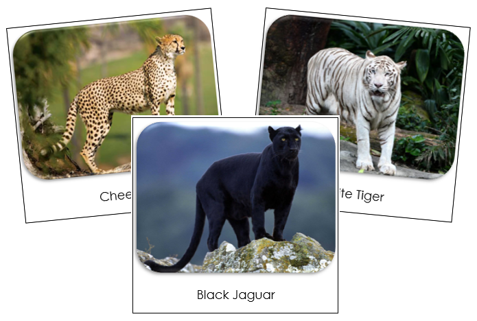 Big Cats Safari Toob Cards - Montessori Print Shop