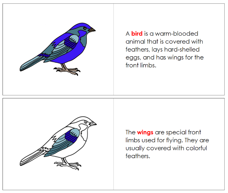 Parts of the Bird 3-Part Nomenclature Book - Montessori Print Shop Digital Download
