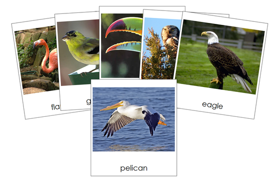 Types of Birds 3-Part Cards - Montessori Print Shop Digital Download