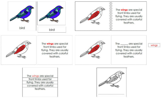 Parts of the Bird Nomenclature Definition Set - Montessori Print Shop Digital Download 