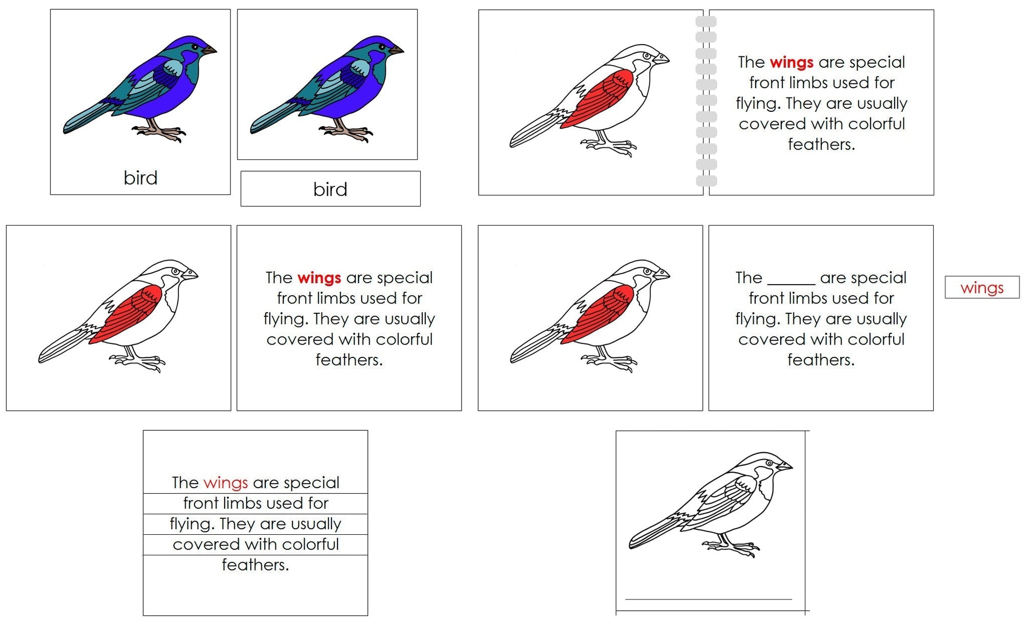 Bird Definition Set - Montessori Print Shop nomenclature