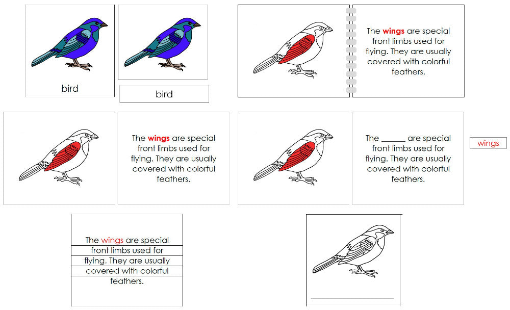 Parts of the Bird Nomenclature Definition Set - Montessori Print Shop Digital Download 