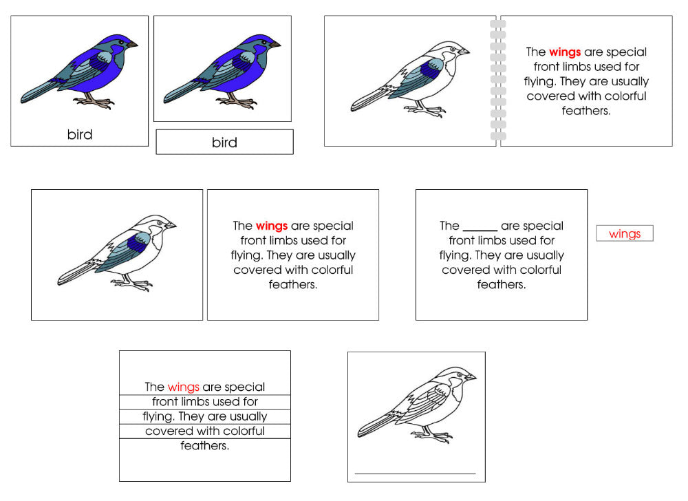 Montessori Bird Nomenclature Definition Set - Montessori Print Shop Digital Download