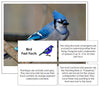 Bird Fast Facts & Pictures - Montessori Print Shop