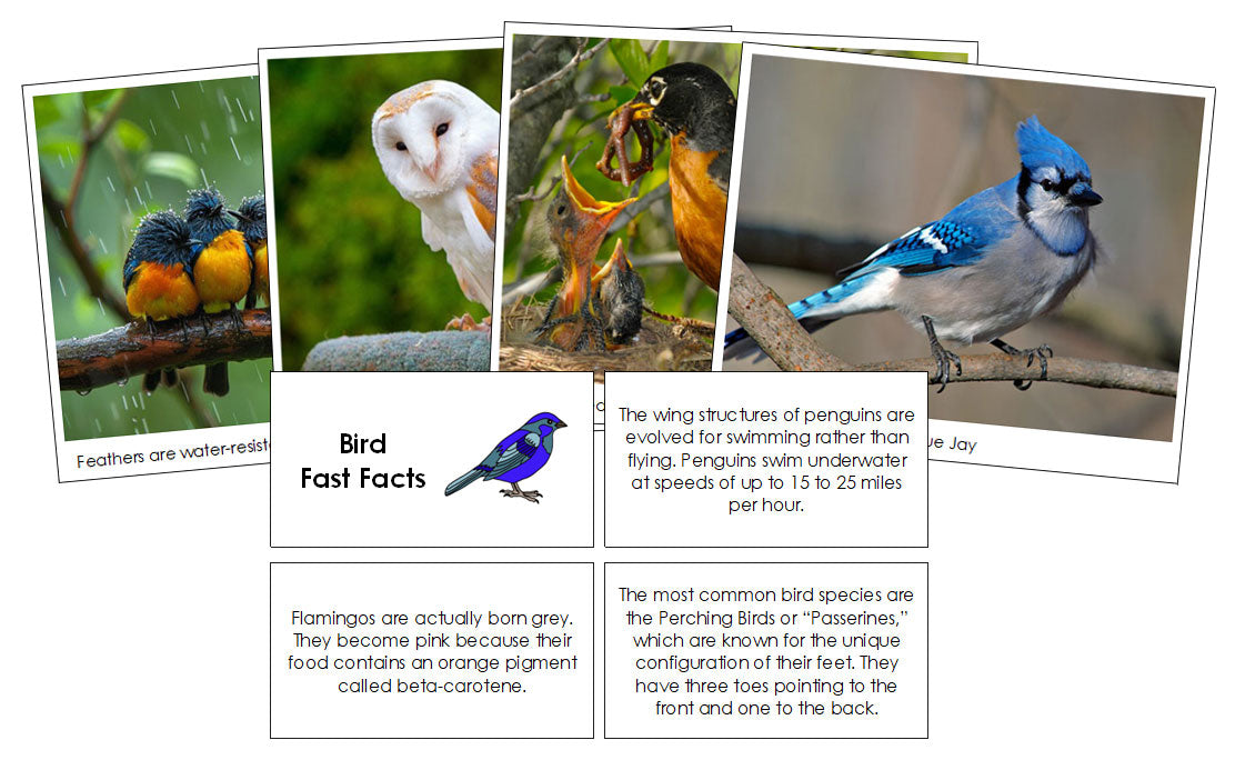 Bird Fast Facts & Pictures - Montessori Print Shop Digital Download