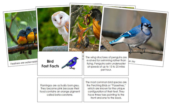 Bird Fast Facts & Pictures - Montessori Print Shop