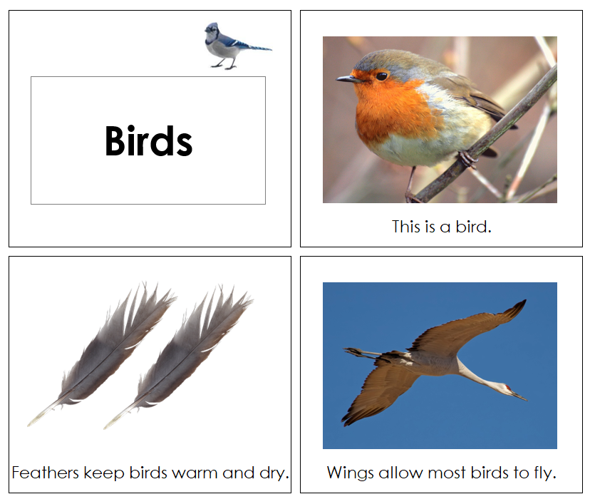 Toddler Bird Book - Montessori Print Shop Digital Download