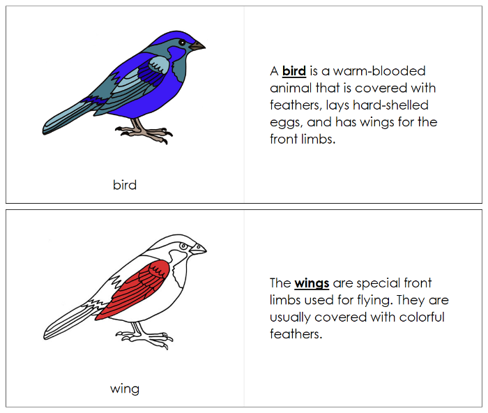 Parts of a Bird Nomenclature Book (red) - Montessori Print Shop Digital Download