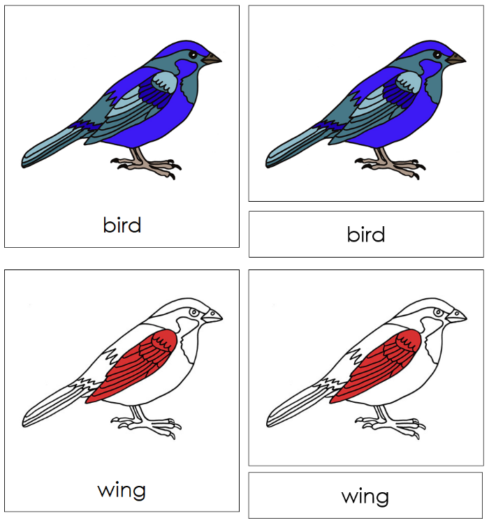 Parts of a Bird Nomenclature Cards - Montessori Print Shop Digital Download