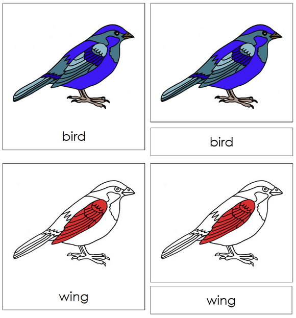 Zoology Nomenclature Bundle (Red) Set 1 - Montessori Print Shop Digital Download