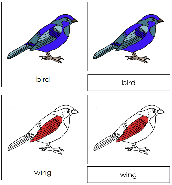 Parts of the Bird 3-Part Nomenclature Cards - Montessori Print Shop Digital Download 