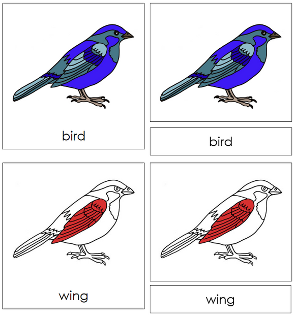 Parts of the Bird Nomenclature Definition Set - Montessori Print Shop Digital Download 